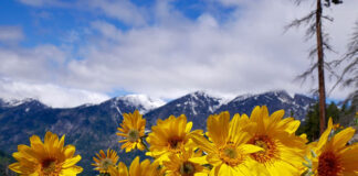 Arnika górska – niezwykłe właściwości niepozornego kwiatu