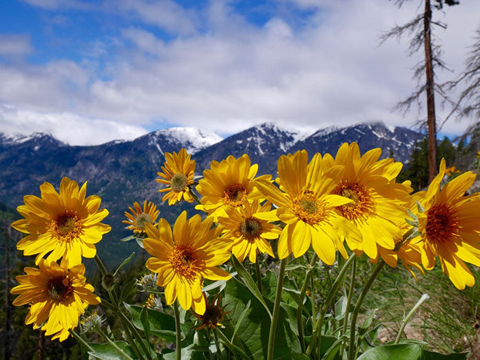 Arnika górska – niezwykłe właściwości niepozornego kwiatu