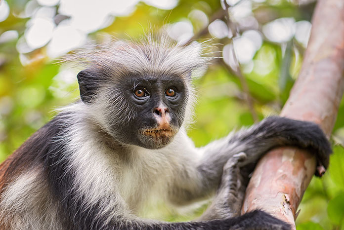 Red Colobus