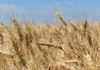 Farmtrac - polski producent ciągników