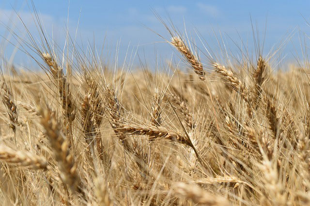 Farmtrac - polski producent ciągników