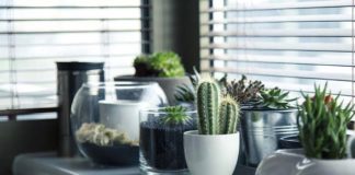 Kaktus doniczkowy, czyli sukulent dla zapominalskich – jak o niego dbać?