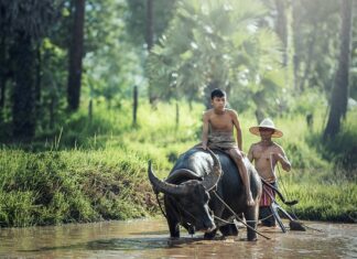 Czym pielęgnować bramę garażową?