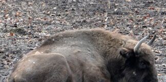 Od czego zacząć hodowle pszczół?