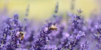 Dlaczego pszczoły nie żądła pszczelarza?