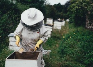 Czy trudno być pszczelarzem?