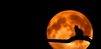 Jaka planeta nie ma Księżyca?