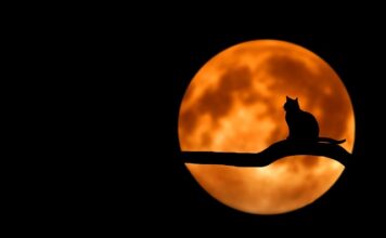 Czy czarna herbata Lipton jest zdrowa?