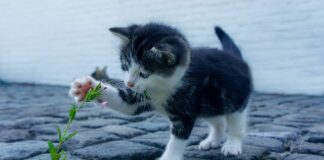 Czemu LV jest takie drogie?