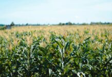 Rdest szczawiolistny w kukurydzy: jak wygrać wyścig o światło, wodę i plon? Rdest szczawiolistny w kukurydzy
