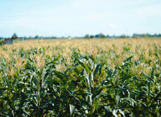 Rdest szczawiolistny w kukurydzy: jak wygrać wyścig o światło, wodę i plon? Rdest szczawiolistny w kukurydzy