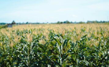 Rdest szczawiolistny w kukurydzy: jak wygrać wyścig o światło, wodę i plon? Rdest szczawiolistny w kukurydzy