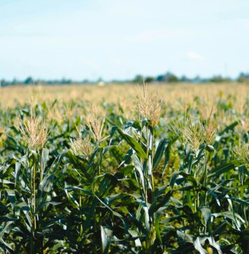 Rdest szczawiolistny w kukurydzy: jak wygrać wyścig o światło, wodę i plon? Rdest szczawiolistny w kukurydzy